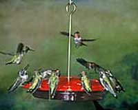 Hummingbird Feeder â€“ Humm Zinger â€“ Excel 16 oz.