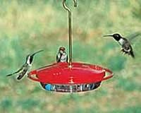 Hummingbird Feeder â€“ Hum Zinger  â€“  Mini