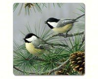 Beautfiul Songbirds Hardboard Coaster