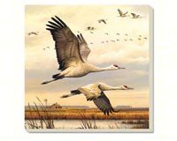 Sandhill Cranes Coasters Set of 4