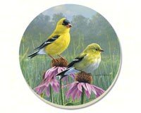 Beautiful Songbirds Goldfinches Coasters Set of 4