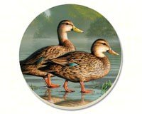 Water Birds Brown Duck Coasters Set of 4