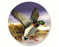 Water Birds Mallard Coasters Set of 4