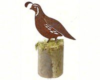 CA Quail Male 2
