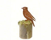 Cedar Waxwing 1