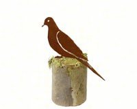 Mourning Dove 1