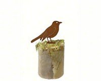 Robin 1