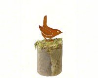 Winter Wren
