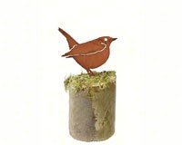 Hermit Thrush 1