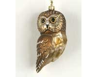 Northern Saw Whet Owl