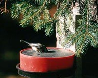 Solar Bird Bath â€“ Solar Sipper Deluxe â€“ Red Color
