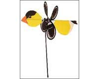 Gold Finch Baby Bird