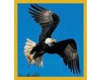 Bald Eagle Flying