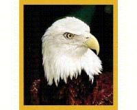 Bald Eagle Portrait