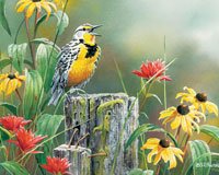 Meadowlark Morning 1000 piece Puzzle