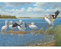 Pelicans 1000 piece Puzzle