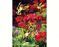 Ruby Geraniums 1000 pcs