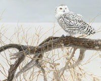 Fallen Willow Snowy Owl 500 pcs