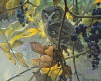 Saw-Whet Owl & Wild Grapes 500 pcs