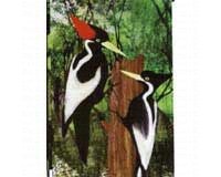 Ivory Billed Woodpecker