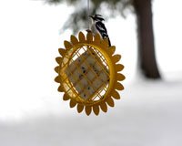 Sunflower Suet Feeder