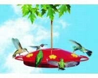 Hummingbird Feeder â€“ Oasis â€“ 16 Oz.