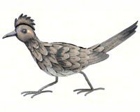 Roadrunner Large