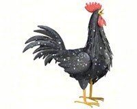 Black Rooster Medium