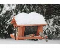 14 inch Seed and Suet Feeder