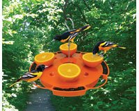 Ultimate Oriole Feeder