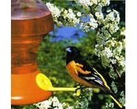 Fliteline Oriole 52 oz.