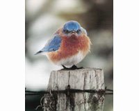 Magnet, Mad Bluebird
