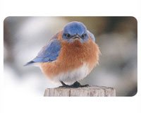 Doormat Mad Bluebird