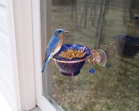 Copper Bluebird Mealworm Window Feeder