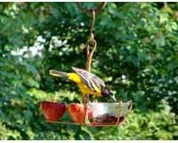 Oriole Feeder â€“ Fruit And Jelly â€“ Spiral