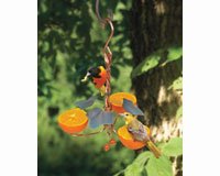 Oriole Feeder â€“ Triple Fruit â€“ Copper With Ivy