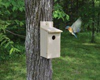 Economy Bluebird House