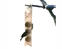 Popoutz Ball Feeder (must order in 24's)