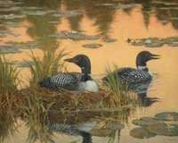 Nesting Loons 1000 piece Puzzle