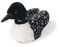 Common Loon
