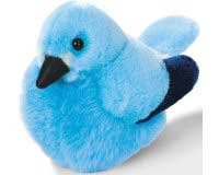 Mountain Bluebird