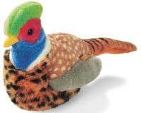 Ring Necked Pheasant