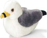 California Gull