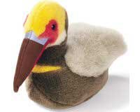 Brown Pelican