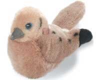 Mourning Dove