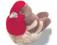 House Finch