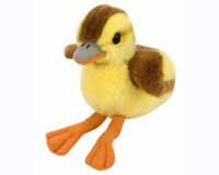 Baby Mallard Duckling